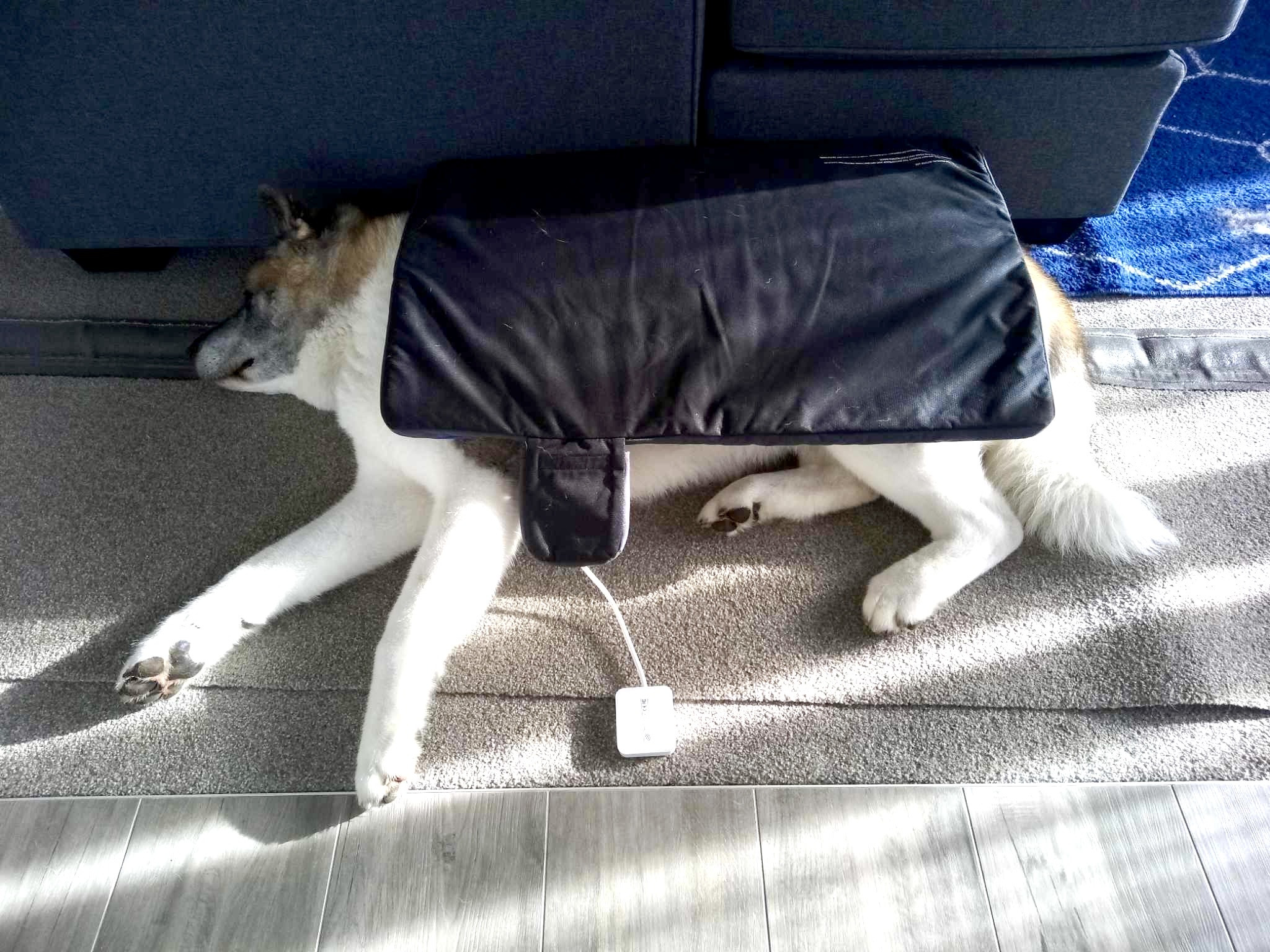 40kg Akita under PetsPEMF pad